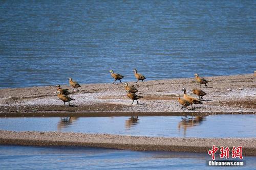 西藏海拔逾4400米高原湖泊达则错：生态良好风景优美