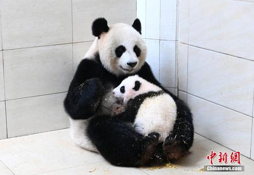 实拍大熊猫“水秀”和它的宝宝