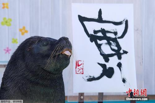 日本海狮叼笔书写汉字“寅” 迎接中国农历虎年