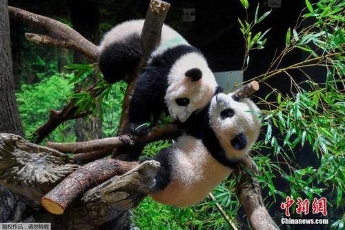 旅日双胞胎大熊猫亮相 游客为参观1分钟排长龙