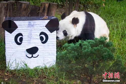 大写的可爱 高龄大熊猫“双双”在墨西哥迎来35岁生日