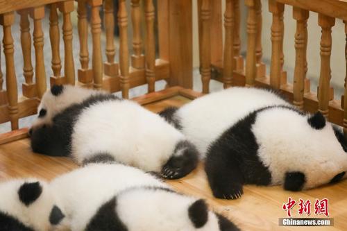 大熊猫繁育研究基地的慵懒午后