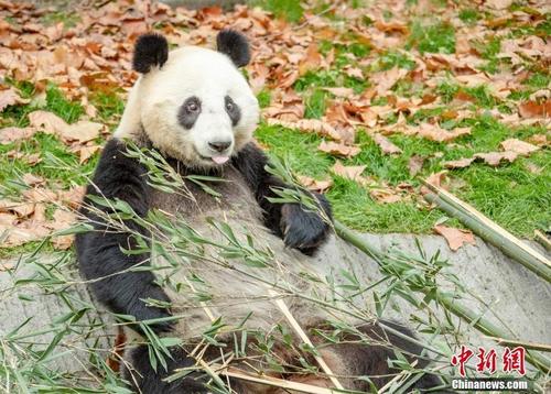 岁月静好！四川汶川大熊猫乐享冬日暖阳