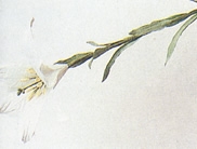 baihe.JPG