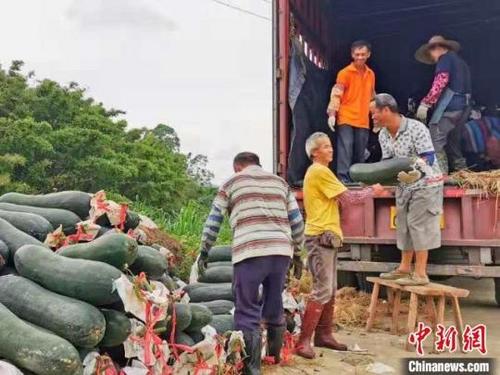 中国侨网台山即将上市的黑皮冬瓜李晓春摄