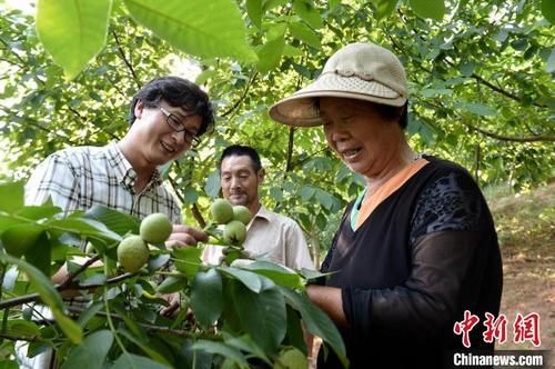 中国侨网章景志(左一)指导村民发展核桃产业(资料图) 杨韬 摄