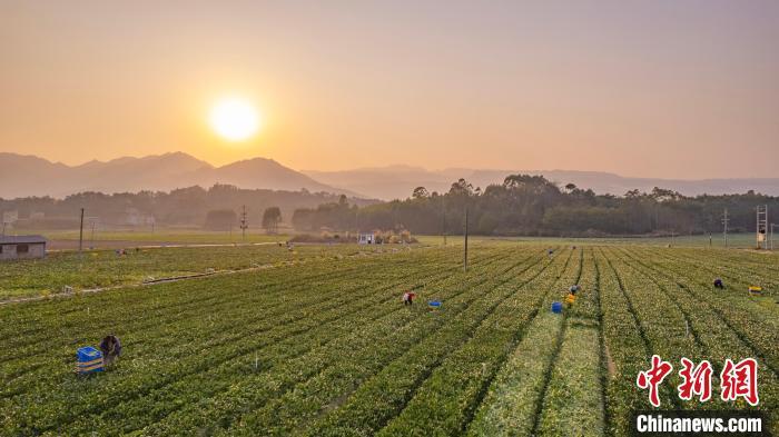 中国侨网近日,广西蒙山县新圩镇泽元现代农业蔬菜种植基地,工人们正忙着采摘、搬运新鲜的菜心。近年来,新圩镇全力整治耕地“非粮化”,把千余亩砂糖橘果园基地流转为供粤港澳大湾区的蔬菜基地,助力周边果农转型增收。