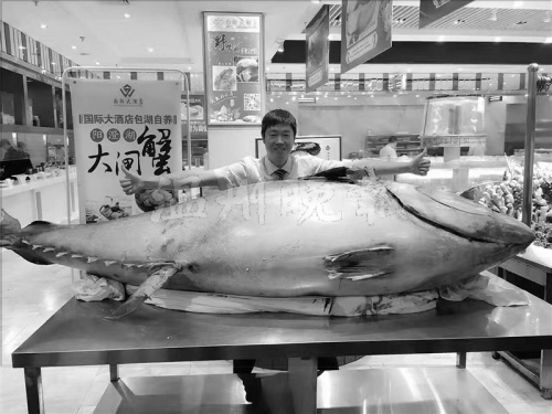 温州现715斤巨型金枪鱼