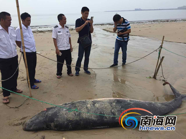 10月20日上午，文昌市清澜高隆湾海域发现一只大鱼搁浅在海滩上，经现场初步判断搁浅身亡的大鱼为齿鲸，体长约3米，重量约200公斤。