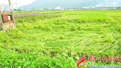 意溪镇四宁村，成片的水稻倒伏在田地里。
