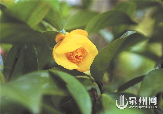 “植物界的大熊猫”金花茶