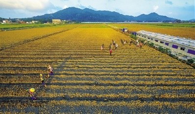 11月23日，万宁市万城镇万宁永生果菜专业合作社的农户在平整土地，准备种下苦瓜。