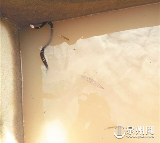 泉州永春现白头蝰蛇 被称中国第一毒蛇(图)