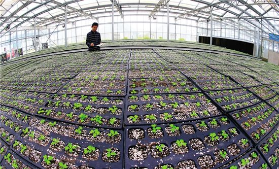 中国侨网在文昌市的海南航天工程育种研发中心景观温室大棚里,技术人员正在观察航天育种。水木摄