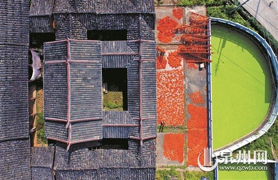 中国侨网古厝、红柿、绿塘,丰富的色彩令村里人家美如画。