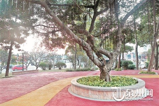 中国侨网宝洲街刺桐东路口“口袋公园”内，新铺设的彩色透水混凝土与绿色植物相映成趣。