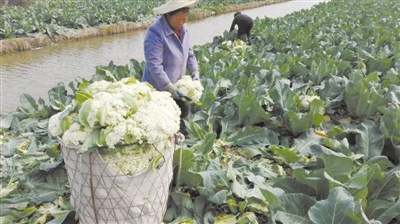 中国侨网瑞安上望街道的花菜田。吴小雄 摄