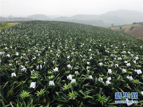 中国侨网2月1日,海南省万宁市龙滚镇漫山遍野的菠萝亟待收购。新华网发(周淑仪 摄)