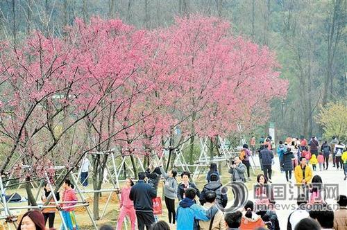 中国侨网圭峰山樱花盛放，很多游客慕名而来。