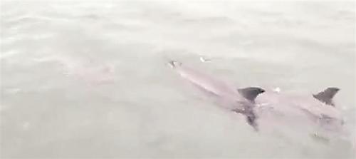 中国侨网网友视频截图中的海豚