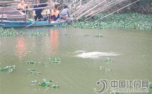 中国侨网保护区管理处工作人员不断尝试用声学驱赶、拦网的方式,试图帮助被困中华白海豚回到大海的怀抱。
