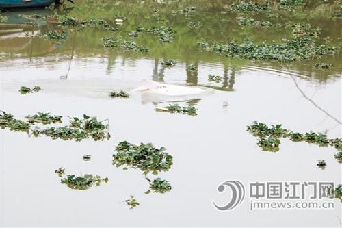 中国侨网这头中华白海豚的体表皮肤感染已进一步恶化。