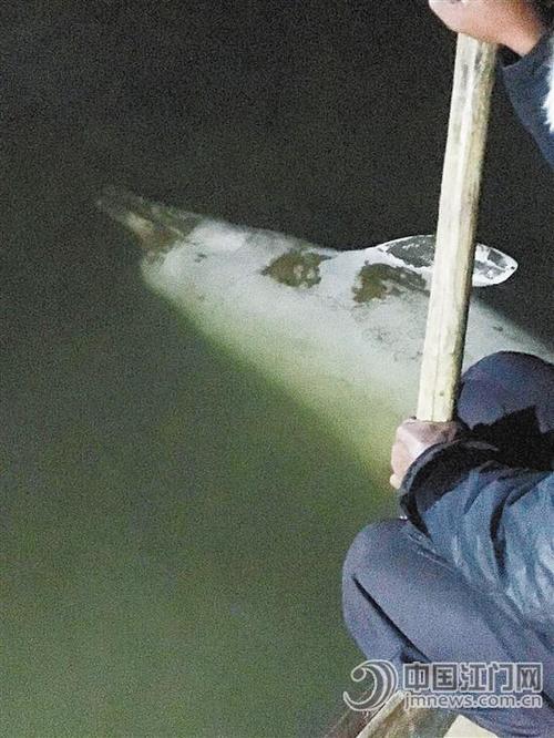 中国侨网搁浅死亡的中华白海豚。冯抗抗 摄