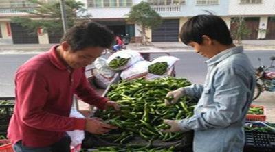 中国侨网农户在收购点交易辣椒。