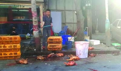 中国侨网市区永安路一家餐饮店当街宰杀活禽，场面血腥，还污染环境。 　　本报记者 庄园 摄