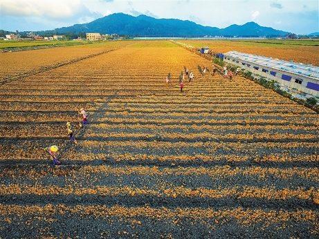 中国侨网万宁市万城镇万宁永生果菜专业合作社农户在苦瓜地耕种。本报记者 袁琛 摄