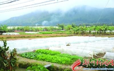 中国侨网意溪镇的农田已搭起塑料薄膜棚防冻。