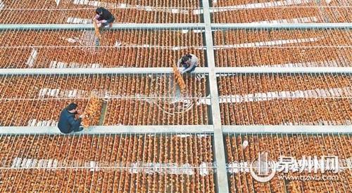中国侨网2月28日，在南安市石井镇一紫菜苗种厂，紫菜养殖户正在育苗池管理查看紫菜苗生长情况。 