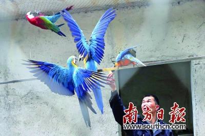 中国侨网林兆铭在照料野生鹦鹉。南方日报记者 刘力勤 摄