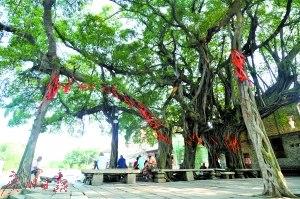 中国侨网图为九江烟桥村的古榕树。