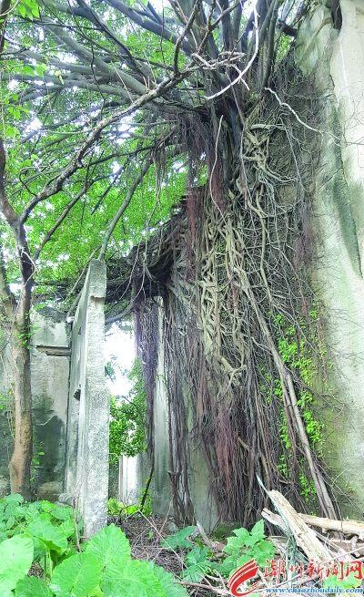 中国侨网大榕树树根如一张网，把老屋围墙网罗起来。 本报记者 庄园 摄