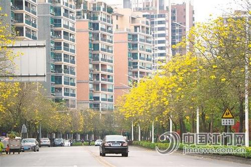中国侨网天沙河畔的黄花风铃木绚烂绽放，形象地诠释了公园城市理念。