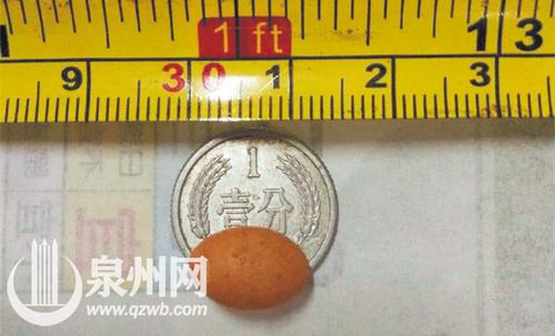中国侨网袖珍鸡蛋长1.2厘米