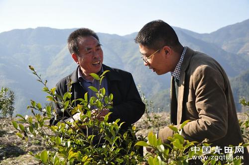 中国侨网图为陈树廷（左一）正在讲解油茶品种