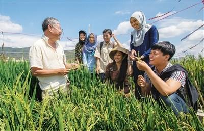 中国侨网迪威（右一）等6名印尼大学生在三亚学习杂交水稻栽培技术。 海南日报记者 武威 摄
