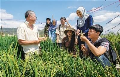 中国侨网迪威(右一)等6名印尼大学生在三亚学习杂交水稻栽培技术。 海南日报记者 武威 摄
