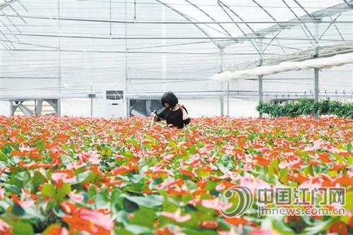 中国侨网入驻江门市现代农业综合示范基地内的花卉种植企业。