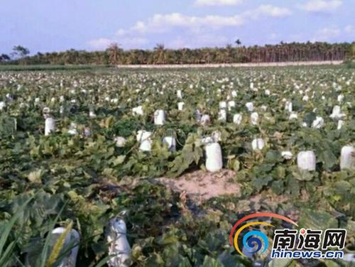 中国侨网礼纪镇约有3000亩冬瓜等待销售。图为田地里的冬瓜。（图片来源：南海网）