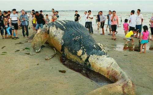 中国侨网图为搁浅的座头鲸尸体。