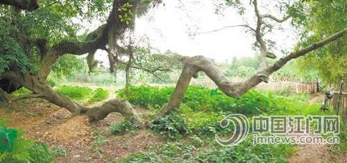 中国侨网这棵榕树的一条枝干就像一条蜿蜒前进的龙。