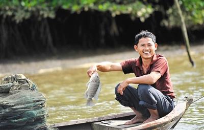 中国侨网一位渔民在红树林里抓到一条罗非鱼。