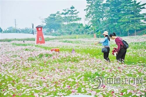 中国侨网美丽花田，让游客迷醉。