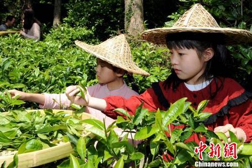 中国侨网4月29日，在侨乡长乐市杭城街道泮野村茶山，小学生在茶园采摘茶青。　乐细巾　摄