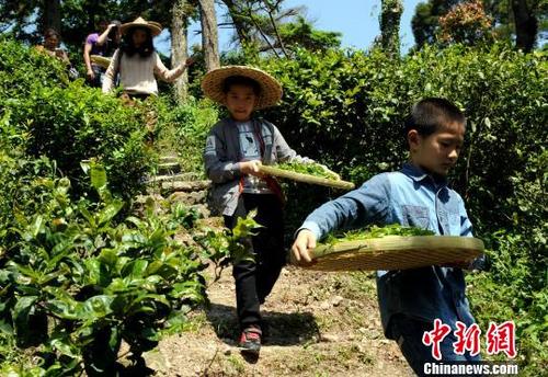 中国侨网4月29日，在侨乡长乐市杭城街道泮野村茶山，小学生用竹篾将茶青运往加工点。　乐细巾　摄