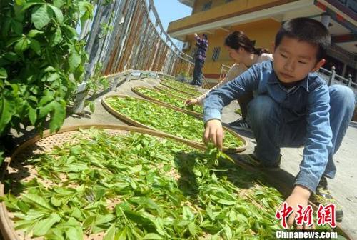 中国侨网4月29日，在侨乡长乐市杭城街道泮野村，小学生在竹篾上晾晒茶青。　乐细巾　摄