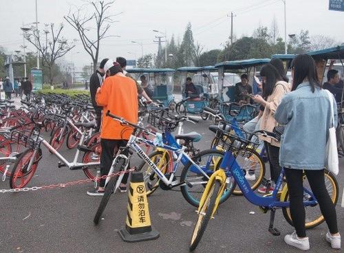 中国侨网共享单车最先受到大学生欢迎。余日迁 虞宾/摄